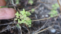 Parietaria debilis