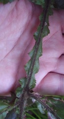 Davidsonia jerseyana