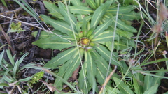 Hypochaeris echegarayi