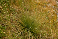 Aciphylla subflabellata