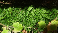 Asplenium peruvianum