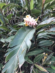 Alpinia tonrokuensis