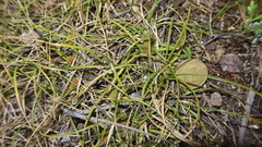 Cyperus seslerioides