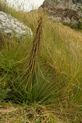 Aciphylla subflabellata