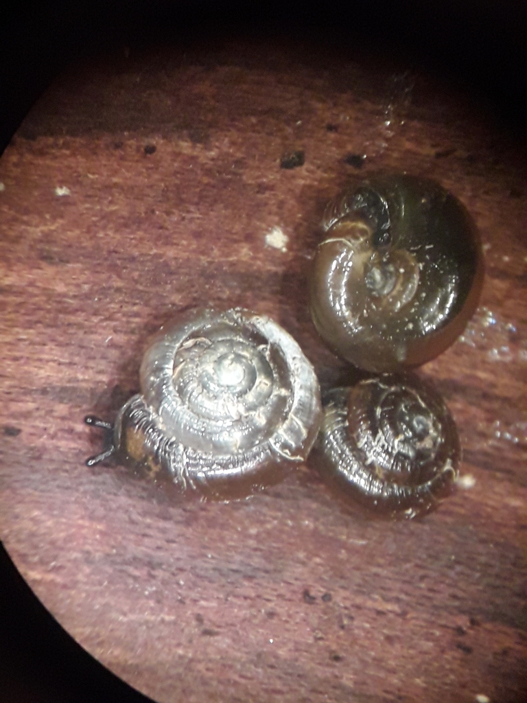 Hollowed Gloss Snail