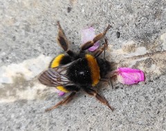 Bombus terrestris