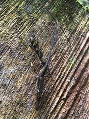 Lasiorhynchus barbicornis