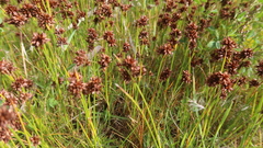 Juncus ebracteatus