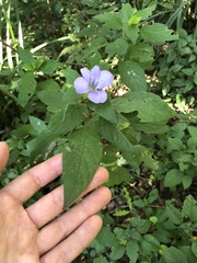 Barleria gueinzii