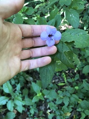 Barleria gueinzii
