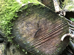 Lasiorhynchus barbicornis