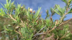 Lophopappus foliosus