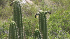 Trichocereus cuzcoensis