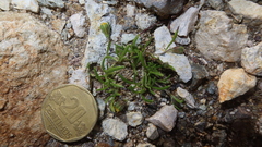 Picradeniopsis multiflora