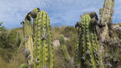 Trichocereus cuzcoensis