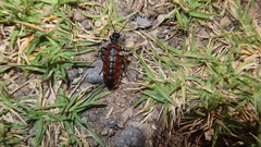 Pseudomeloe espostoi