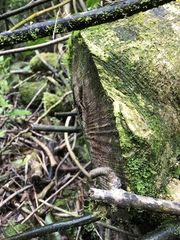 Lasiorhynchus barbicornis