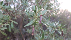 Dunalia spinosa