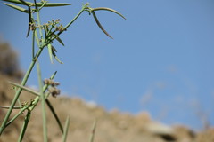 Periploca aphylla