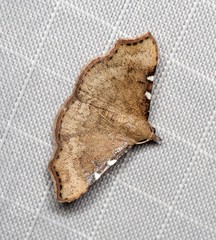 Corgatha dichionistis