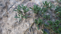 Heliotropium microstachyum