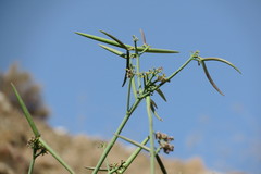 Periploca aphylla