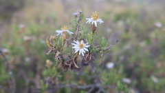 Diplostephium meyenii