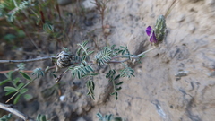 Dalea boliviana