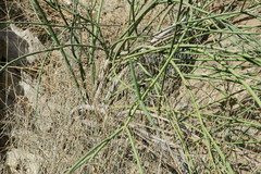Periploca aphylla