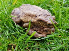 Bufo bufo