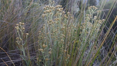 Achyrocline ramosissima