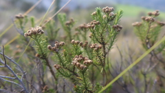 Baccharis boliviensis