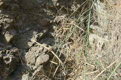 Periploca aphylla