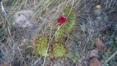 Airampoa ayrampo