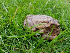 Bufo bufo