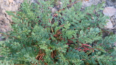 Hypseocharis pimpinellifolia