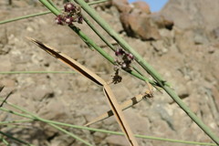 Periploca aphylla