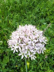 Allium nigrum