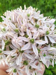 Allium nigrum