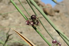 Periploca aphylla