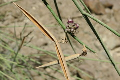 Periploca aphylla