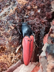 Ampedus cinnaberinus