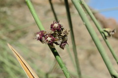 Periploca aphylla