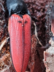 Ampedus cinnaberinus