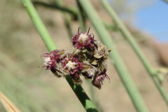 Periploca aphylla