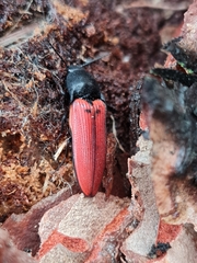 Ampedus cinnaberinus