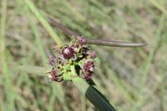 Periploca aphylla