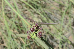 Periploca aphylla