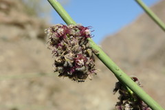 Periploca aphylla
