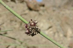 Periploca aphylla